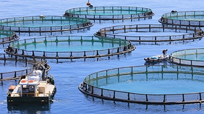 Aqua farms