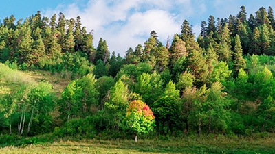 As of October 25, 2024, the BITimpex Anstalt LTD holding has 89,420 hectares of forest land in the Arkhangelsk, Murmansk, Perm, Omsk and Tomsk regions under long-term lease.