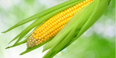 Company is engaged in the cultivation and processing of agricultural products
