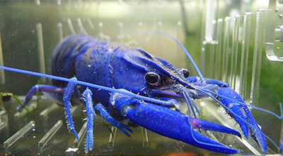Holding "BITimpex Anstalt LTD»launched a farm in Crimea for growing Australian red-claw crayfish and blue yabby crayfish.
