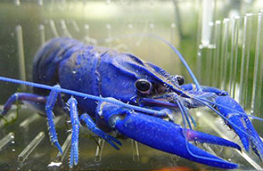 Holding "BITimpex Anstalt LTD»launched a farm in Crimea for growing Australian red-claw crayfish and blue yabby crayfish.